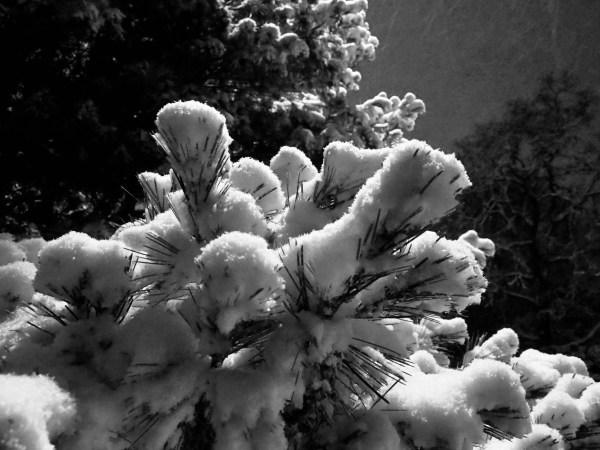 Snow on pine needles at night in black & white