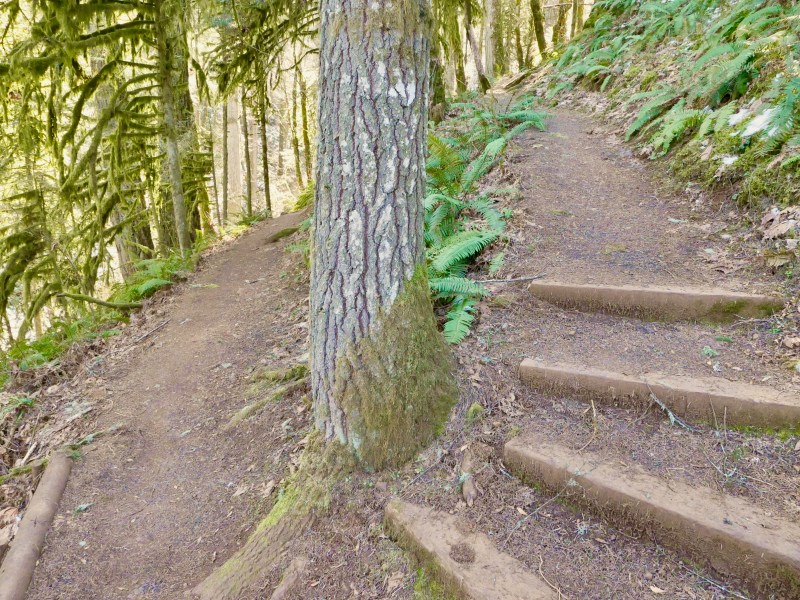 Forest path with U-turn