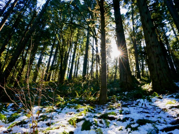 Old-growth forest with low-angle sun and snow on ground