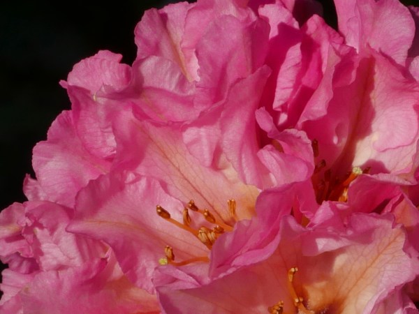 pink rhododendron blooms