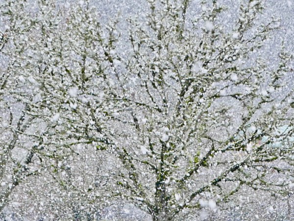 Heavy snow falling and bare trees