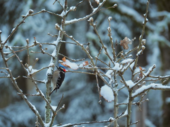 Downy woodpecker in tree with snow on branches