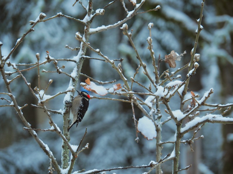 Downy woodpecker in tree with snow on branches