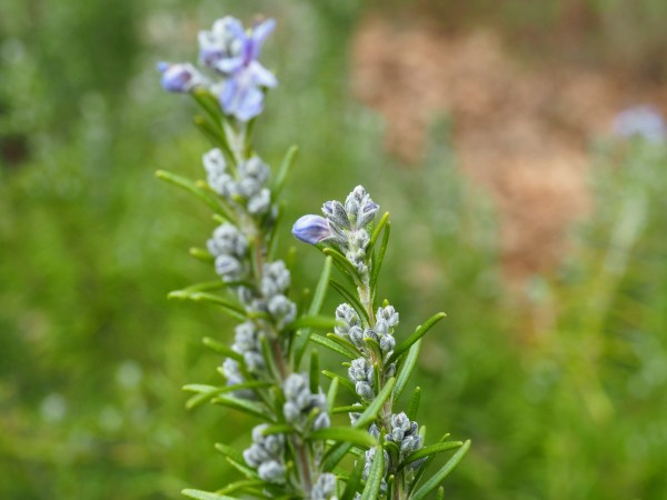 Dusty blue rosemary buds opening