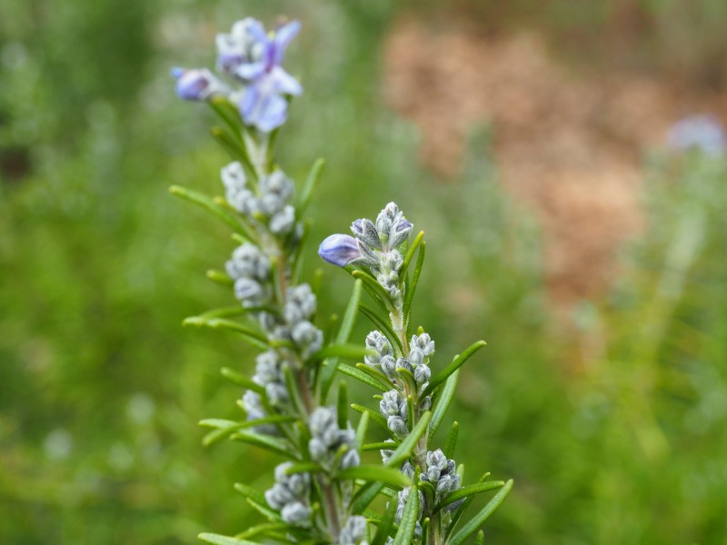 Dusty blue rosemary buds opening