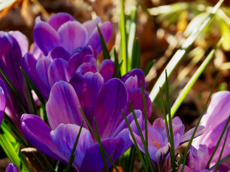 Purple crocus flowers