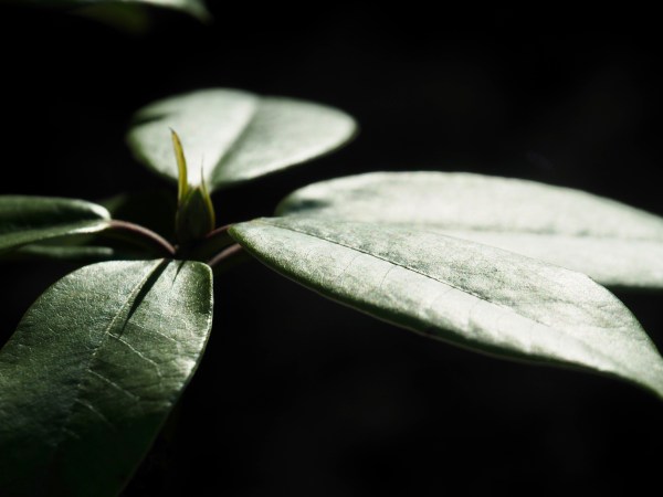 Rhododendron leaves