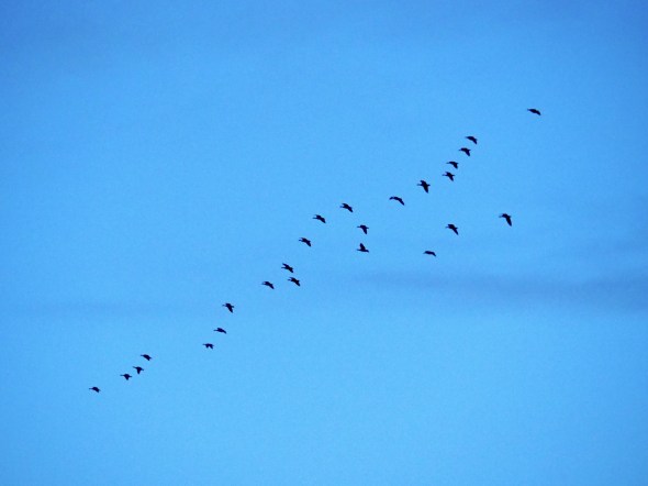 Small flock of Canada geese flying