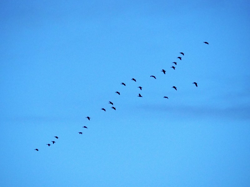Small flock of Canada geese flying