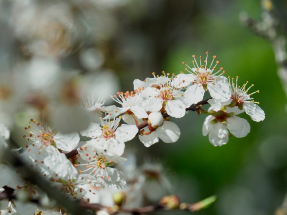 White cherry blossoms