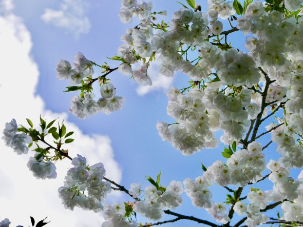 Cherry blossoms against blue sky