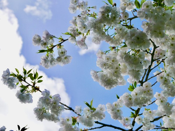 Cherry blossoms against blue sky