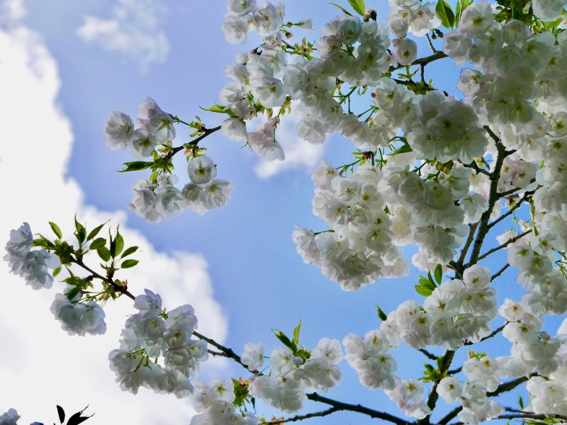Cherry blossoms against blue sky