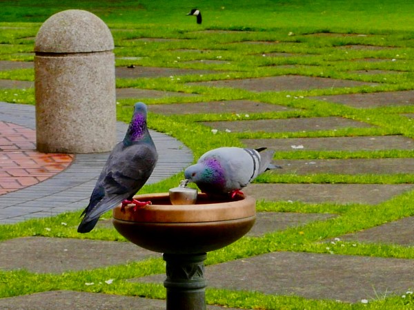 Two pigeons sharing water fountain