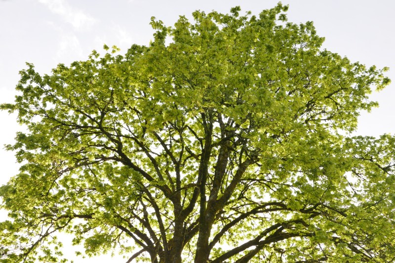 Large maple tree covered in green foliage