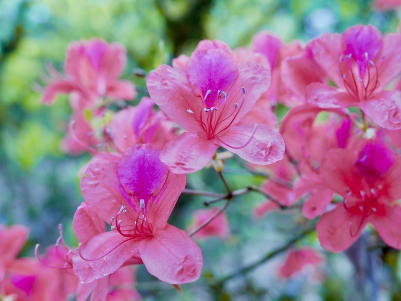 Pink azalea blossoms
