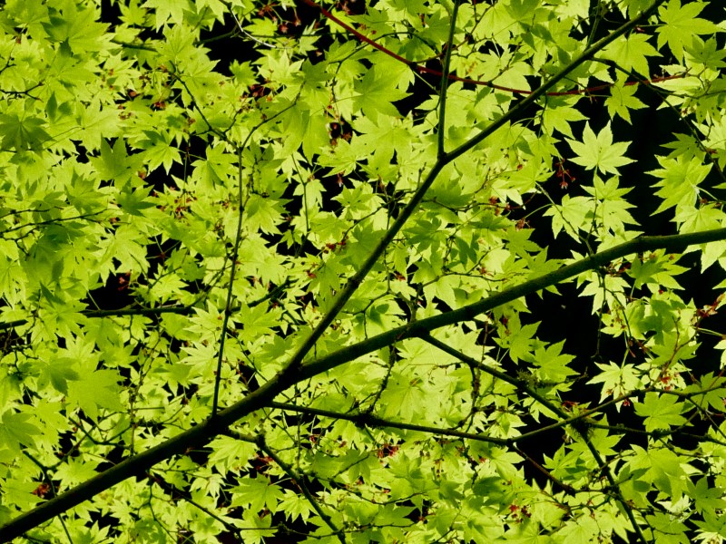 Many green maple leaves