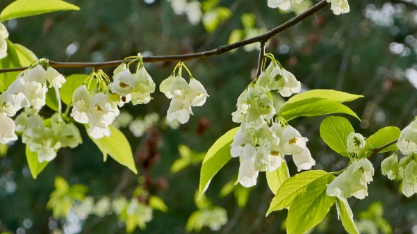 Tree branch covered in silver bell flowers