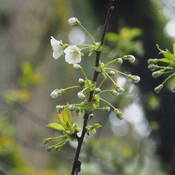 White cherry blossoms opening