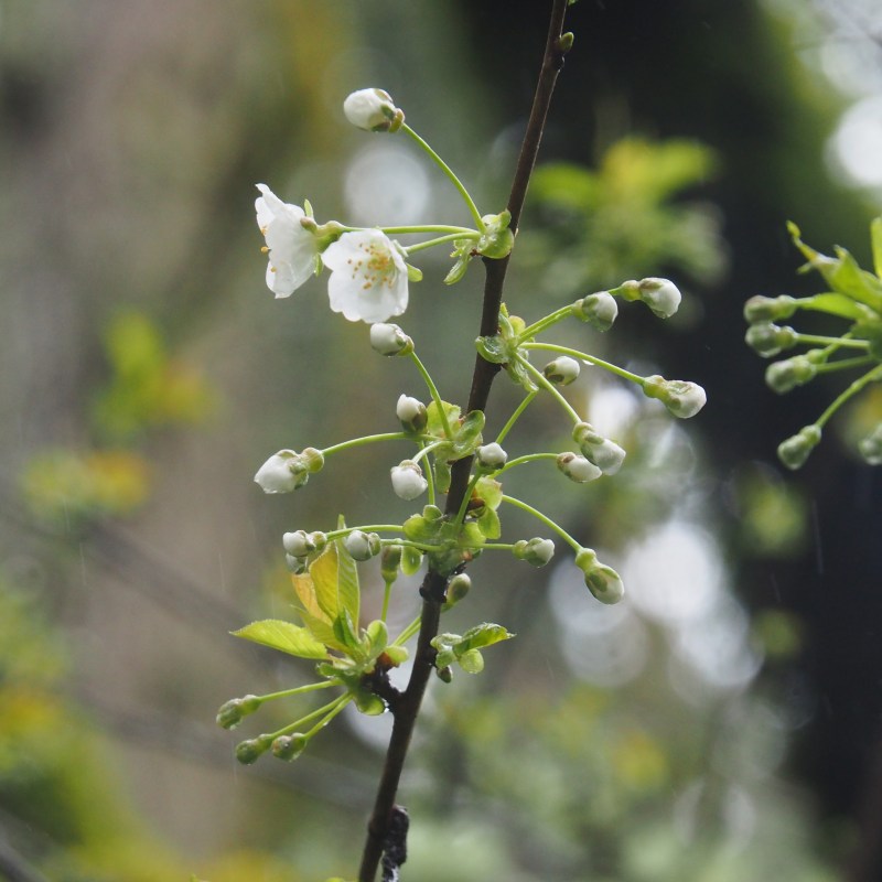 White cherry blossoms opening