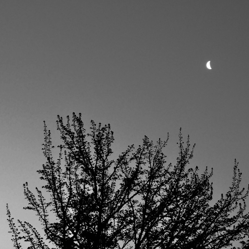Thick crescent moon over maple tree at dawn