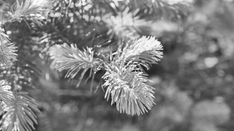 Light new needles on tips of branches