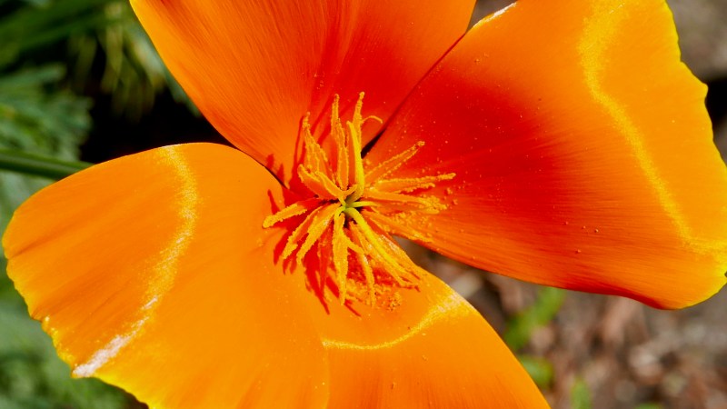Orange California poppy