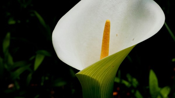 White flower of calla lily