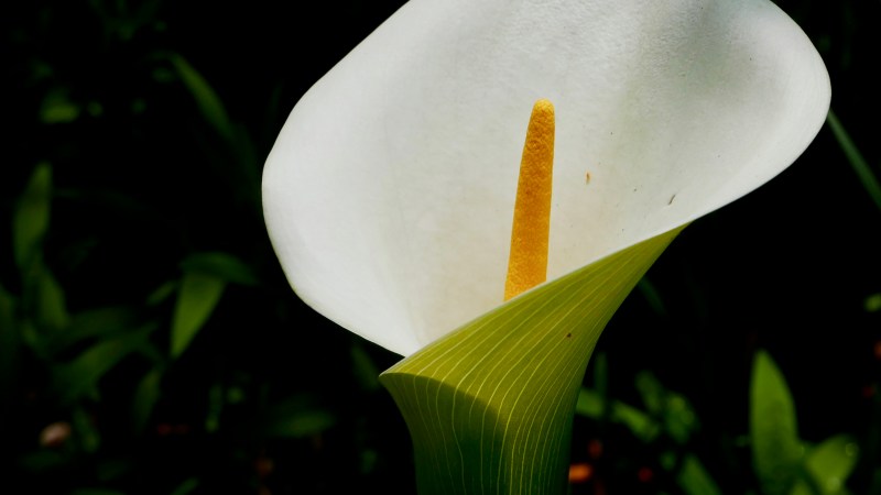 White flower of calla lily