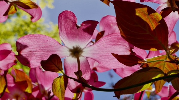 Pink dogwood blooms