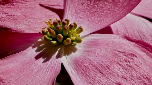 Pink dogwood blossom