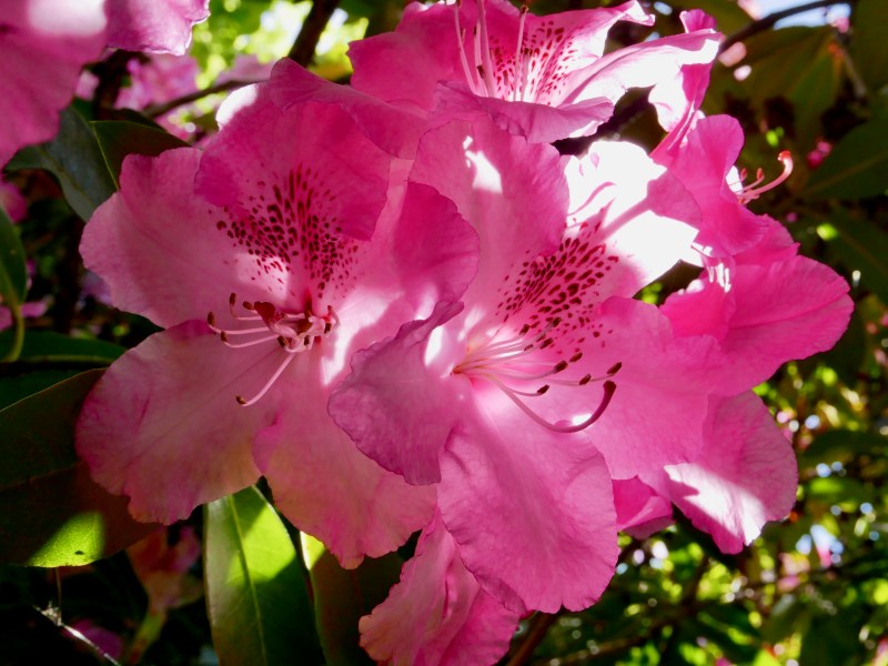 Pink rhododendron flowers