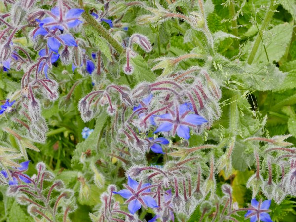 Blue flowers with green leaves and furry pink stems