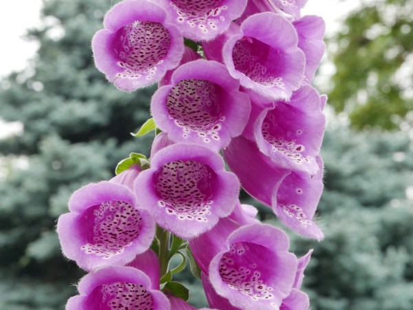 Pink, mottled foxglove flowers