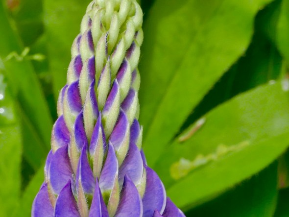 Lupine flower buds