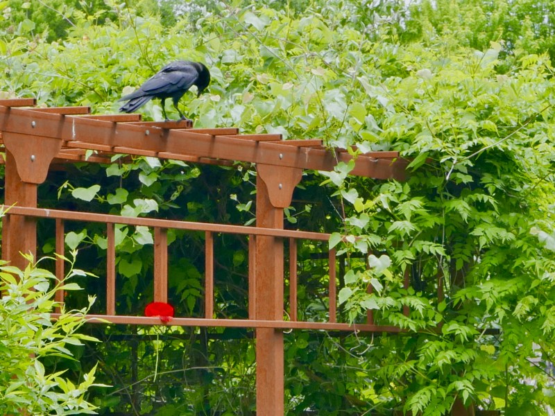 Crow on trellis looking at red poppy