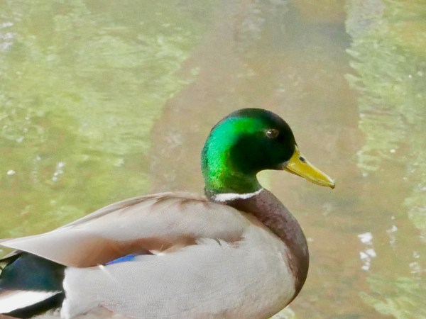 Green-headed mallard duck