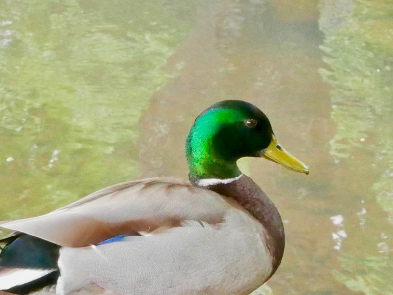 Green-headed mallard duck