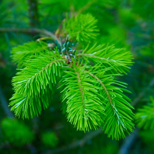 New green needles of Doug-fir tree
