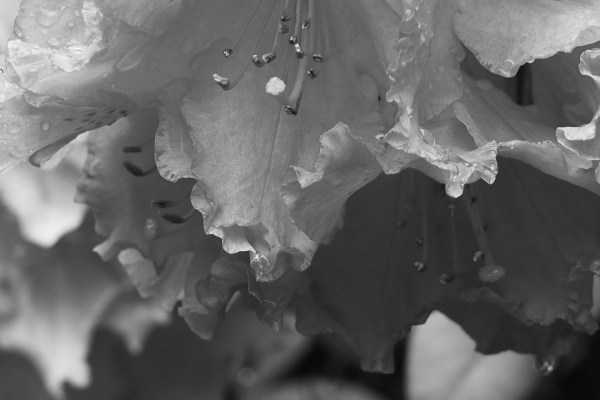 Rhododendron flowers