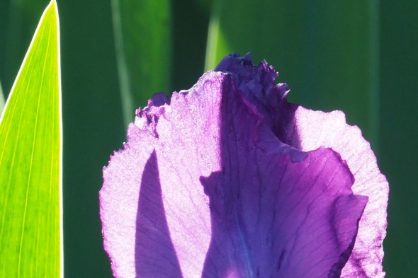 Purple iris bloom
