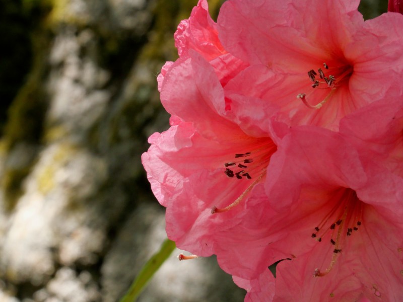 Pink rhododendron blossoms