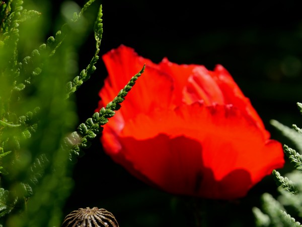 Fern and Poppy