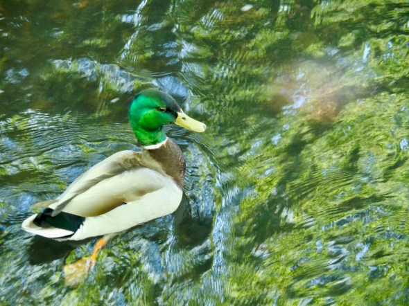Male Mallard Duck in Creek