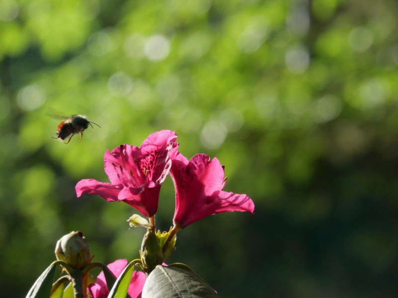 Bumblebee flying above pink rhododendron flowers