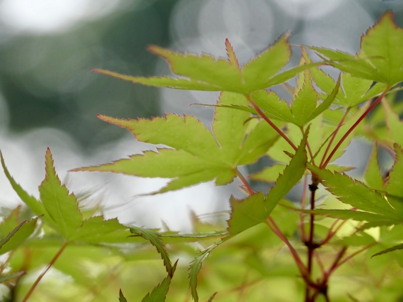 Japanese maple leaves in spring