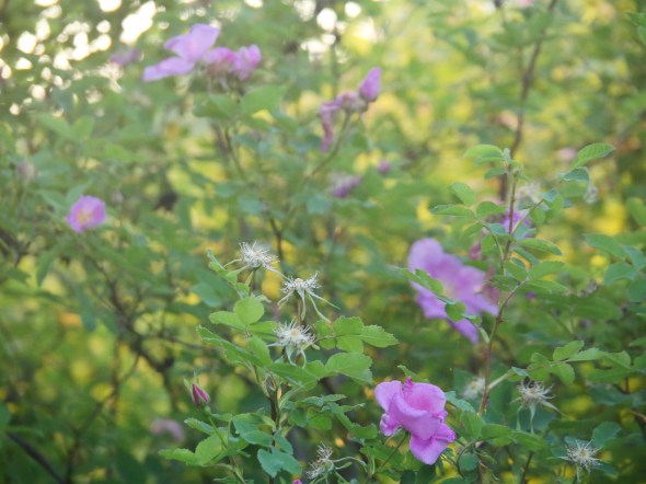 Pastel roses and leaves