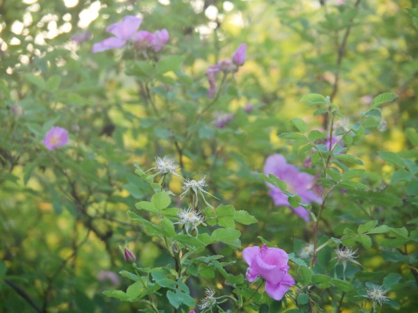 Pastel roses and leaves