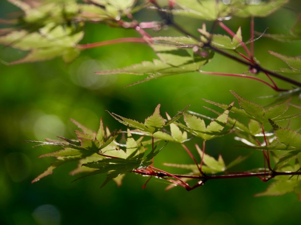 Japanese maple leaves