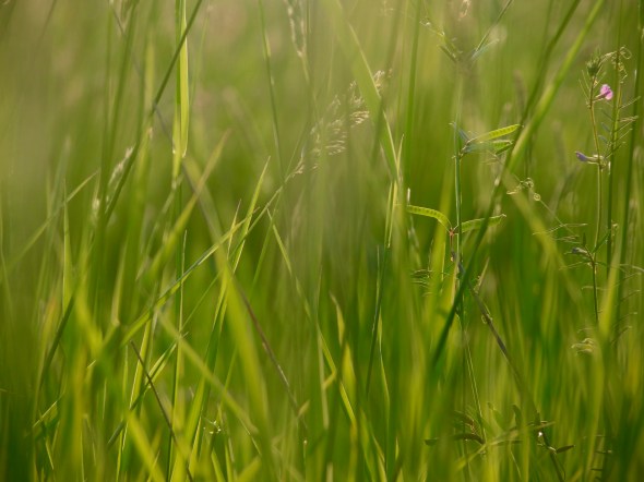 Backlit Grasses